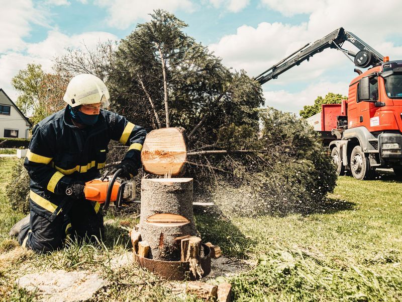 Tree removal in Raleigh area, NC
