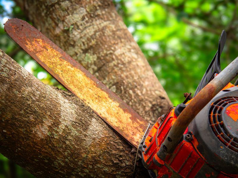 Tree removal job in the North Hills neighborhood of Raleigh