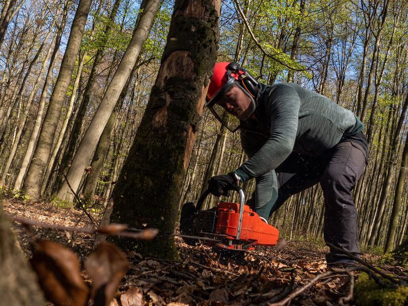 Tree removal job near Wendell, NC